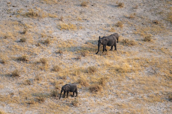 African elephant (Loxodonta africana) in dry savanna, aerial view, Okavango Delta, Botswana