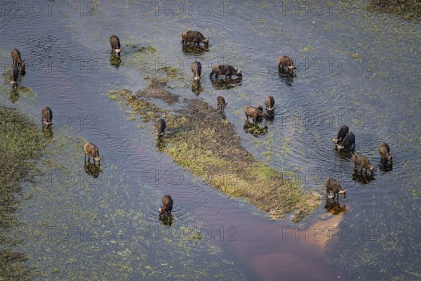 Kaffir buffalo (Syncerus caffer caffer), flock drinking in the river, aerial view, Okavango Delta,