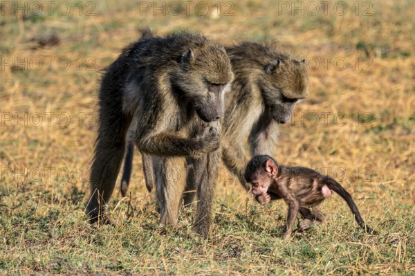 Young animal playing with mother, bear baboons (Papio ursinus), Ihaha, Chobe National Park National