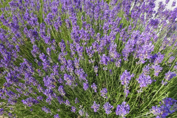 Lavender (Lavandula angustifolia), narrow-leaved lavender, ornamental plant, medicinal plant,