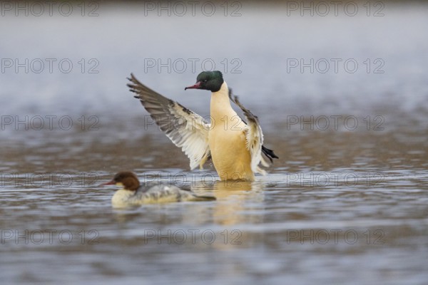 Goose säger (Mergus merganser) ml Germany