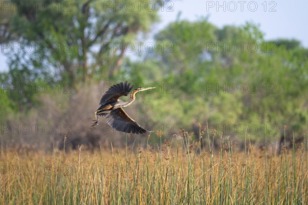 Africa snake-necked bird (Anhinga rufa) sitting on a dead tree in the river, Thamalakane River,