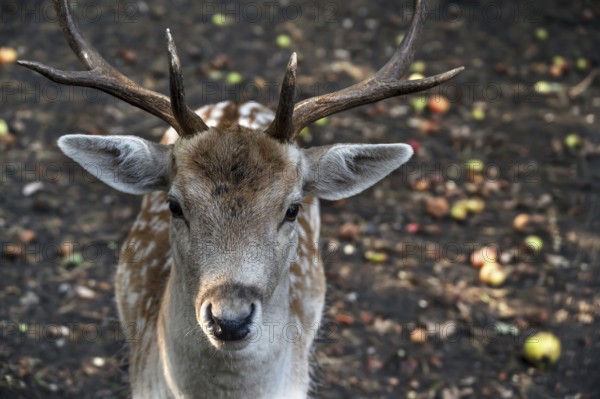 Fallow deer (Dama dama) in an outdoor enclosure in the forest, Mecklenburg-Western Pomerania,