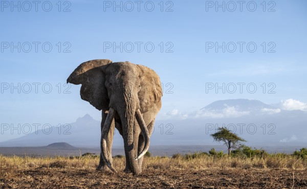 African elephant (Loxodonta africana) in picturesque landscape with the summit of Mount