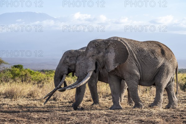African elephant (Loxodonta africana) in picturesque landscape with the summit of Mount