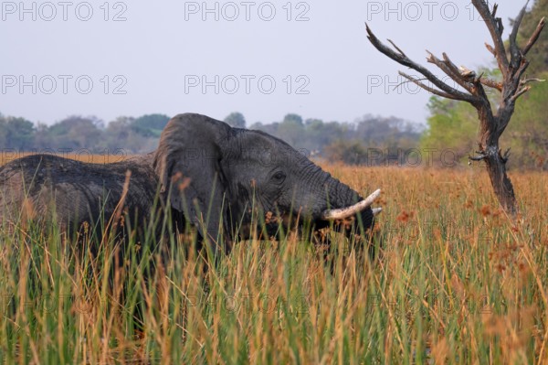 African elephant (Loxodonta africana), elephants on the riverbank between river grass, Thamalakane
