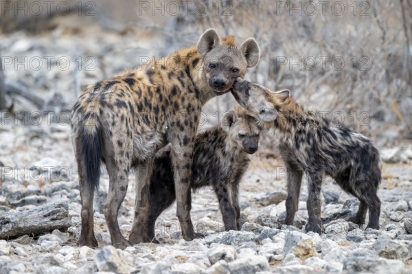Spotted hyena or spotted hyena (Crocuta crocuta) with two young animals, Etosha National Park,
