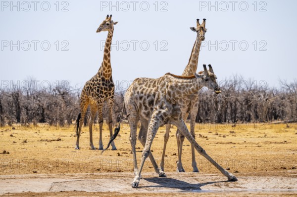 Angola giraffe (Giraffa giraffa angolensis), giraffe drinking at a waterhole, Etosha National Park,