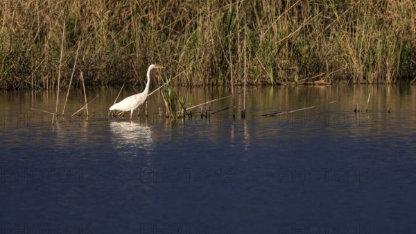 Great egret (Egretta alba) standing in shallow water, Naturquartier Grosswilfersdorf,