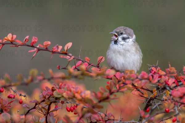 Tree sparrow (Passer montanus) sitting in a barberry bush, Littlewood Ranch, Limbach, Burgenland,