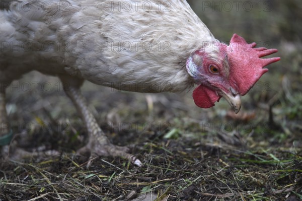 Hen, Gallus gallus domesticus, looking for food in a free-range farm, organic farming,