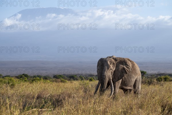 African elephant (Loxodonta africana) in picturesque landscape with the summit of Mount