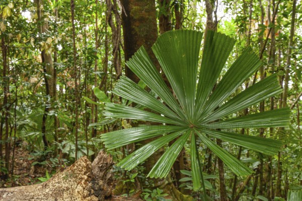 Australian fan palms in sunny rainforest on the way to Mount Sorrow in Daintree National Park