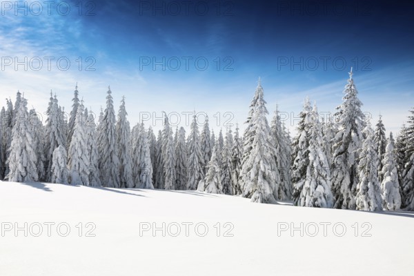 Snow-covered fir trees in sunshine, Stübenwasen, Feldberg, Todtnauberg, Black Forest,