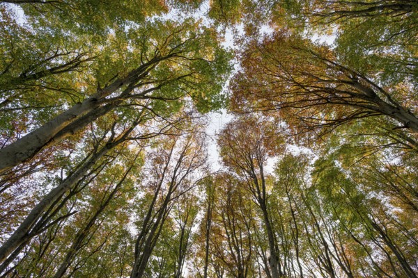 Autumn forest, view of the treetops from below, Schauinsland, Freiburg im Breisgau, Black Forest,