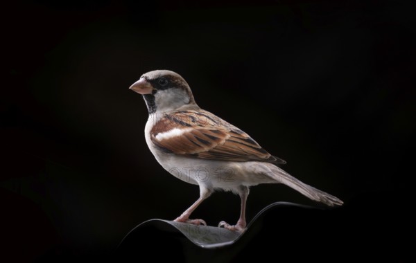 A House Sparrow (Species domesticus) on black background Gazipur, Bangladesh