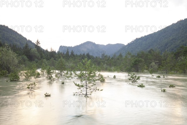 The Isar carries floods between Lake Sylvenstein and Lenggries. Trees and pines sink in the