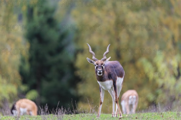 A male blackbuck (Antilope cervicapra) stands on a green meadow on a cloudy day. Some females can