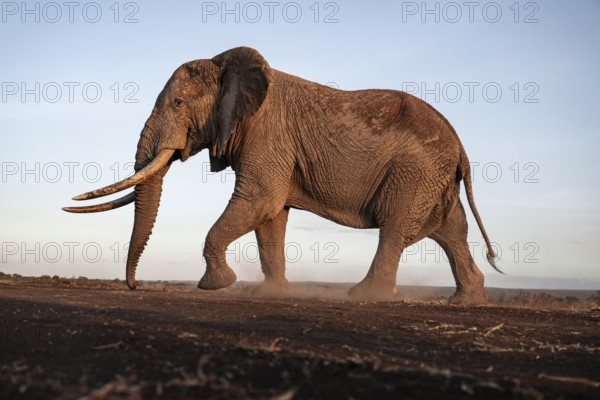 African elephant (Loxodonta africana), the famous Super Tusker elephant Craig, old male with long