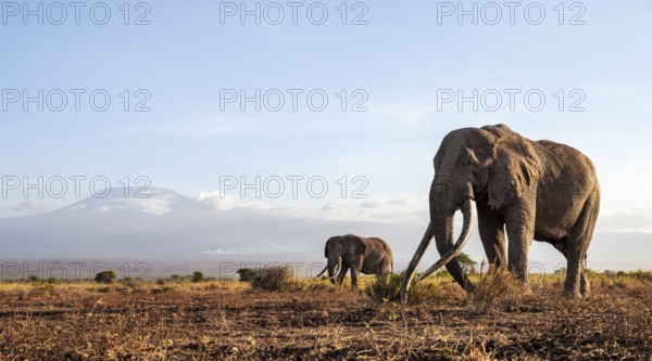 African elephant (Loxodonta africana) with Kilimanjaro, the famous Super Tusker elephant Craig, old