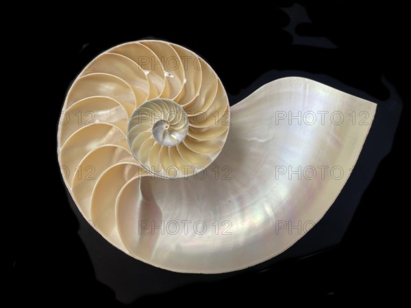 Pearl boat (Nautilus pompilius), Nautilidae family, interior view of the bowl, phragmocon, spiral,