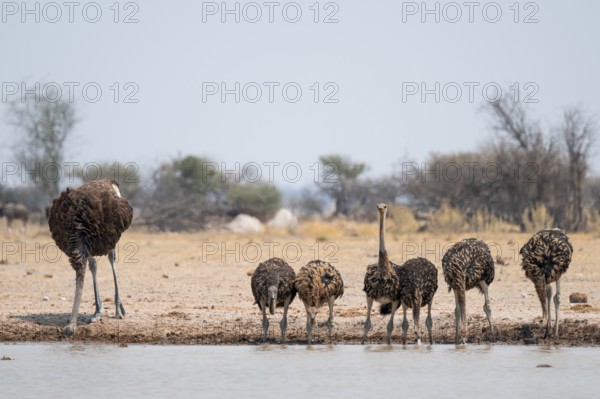 African ostrich (Struthio camelus), funny animal family, mother and six juvenile young animals,
