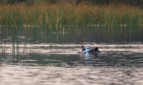 Evening mood, hippo (Hippopotamus amphibius) in the Okavango Delta, Botswana