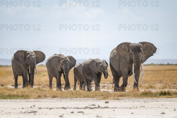 Arid Landscape, African Elephant (Loxodonta africana), Amboseli National Park, Rift Valley