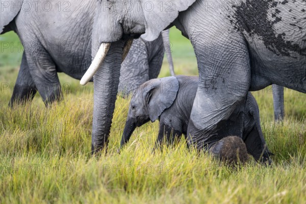 African elephant (Loxodonta africana) with baby, young and dam, Amboseli National Park, Rift Valley