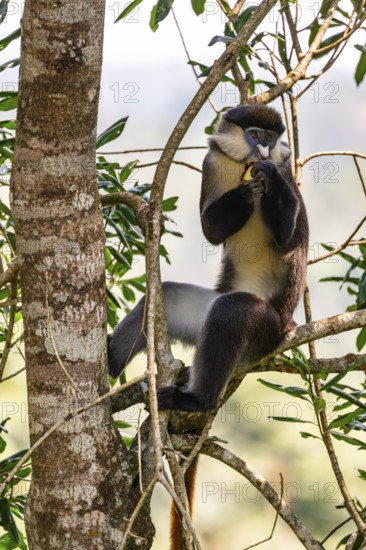 Red-tailed monkeys or Congo white-nosed monkeys (Cercopithecus ascanius schmidti), Kibale National