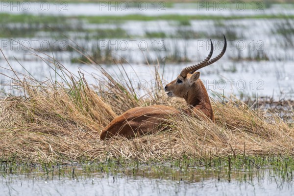 Letschwe or litchi bog antelope (Kobus leche), adult male, in tall dry grass, Okavango Delta,