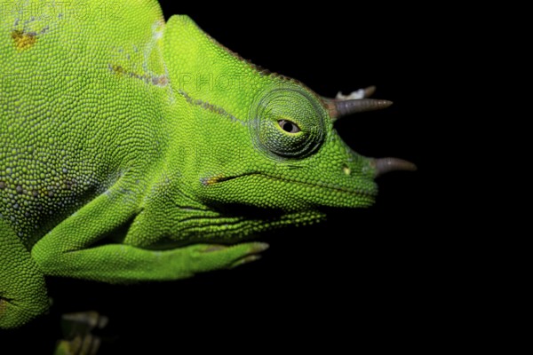 Usambara three-horned chameleon (Trioceros deremensis), chameleon on a branch at night, Amani