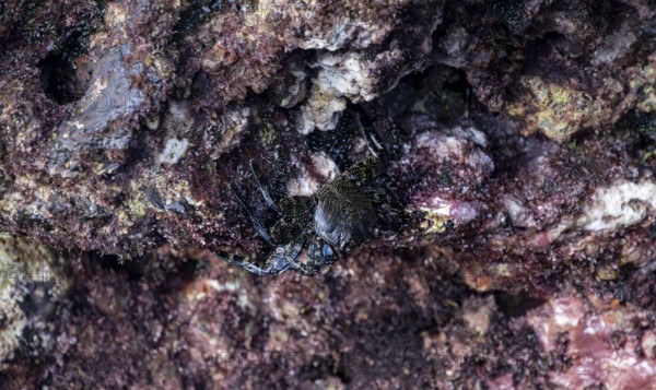 Red rock crab (Grapsus adscensionis), black young on a volcanic rock, coast, La Santa, Lanzarote,
