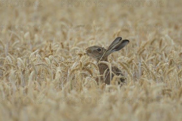European brown hare (Lepus europaeus) adult animal eating a wheat plant sheath in a farmland field