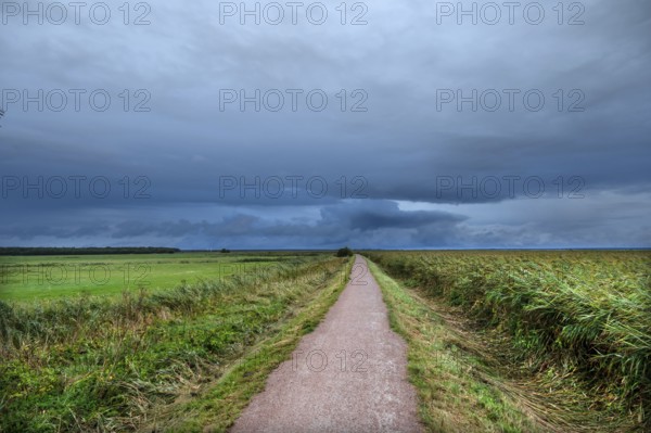 Hiking trail through the lagoon landscape, rain clouds (Nimbostratus), Ahrenshoop, Darß,