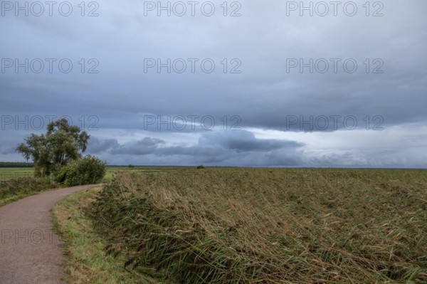 Reed, thatch (Phragmites australis) on the lagoon, dark rain clouds (Nimbostratus), Ahrenshoop,