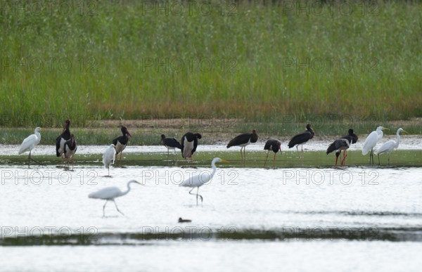 Black storks (Ciconia nigra) and great egret (Ardea alba) in the shallow water zone of a pond,