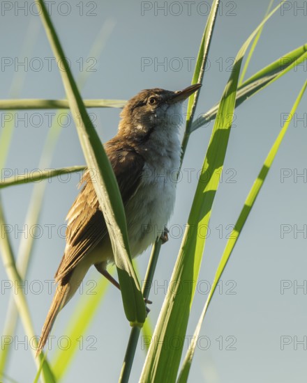 Thrush warbler (Acrocephalus arundinaceus) on a reed, reed (Phragmites australis), Lower Saxony,
