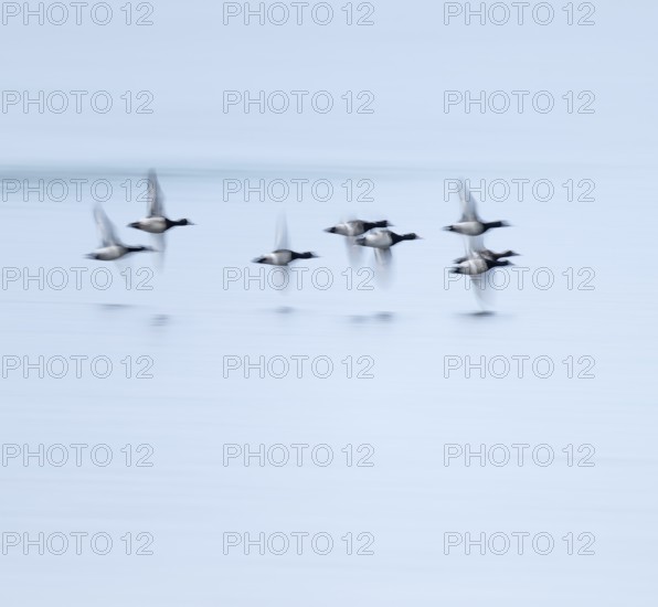 Heron duck (Aythya fuligula), heron flying over a lake, motion blur, long exposure, pull, mopping