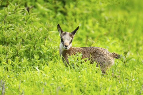 Chamois (Rupicapra rupicapra) youngster (fawn) standing on a meadow, Austria