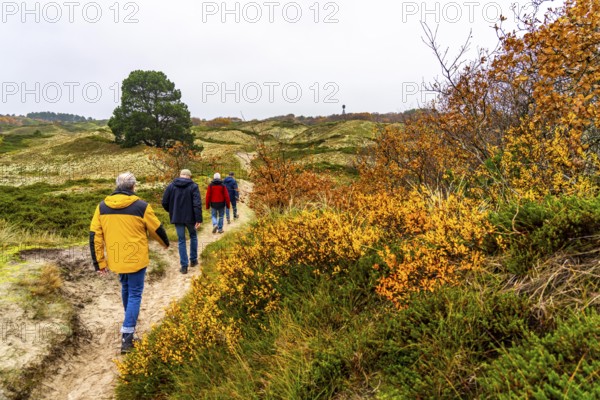 Dune sheep of Ostplate, in the east of the East Frisian island of Spiekeroog, autumn, brown dunes,