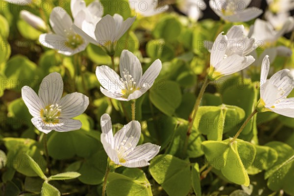 Close-up of blooming woodland sorrel (Oxalis acetosella) on the ground of a forest in spring,