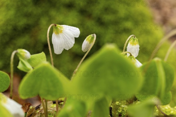 Close-up of blooming woodland sorrel (Oxalis acetosella) on the moss-covered soil of a forest in
