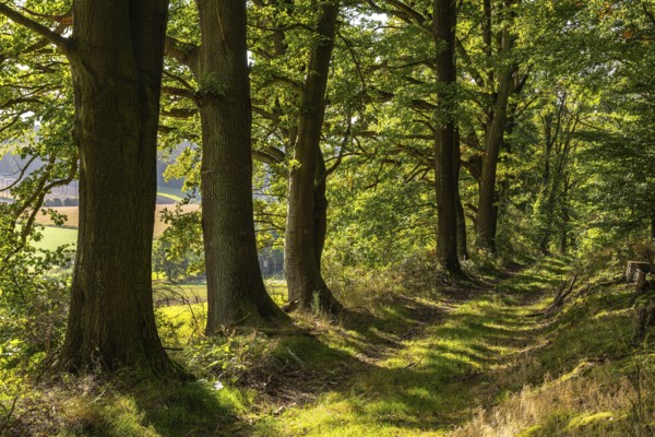 Mighty old oak trees along a forest trail near Aerzen, Lower Saxony, Germany