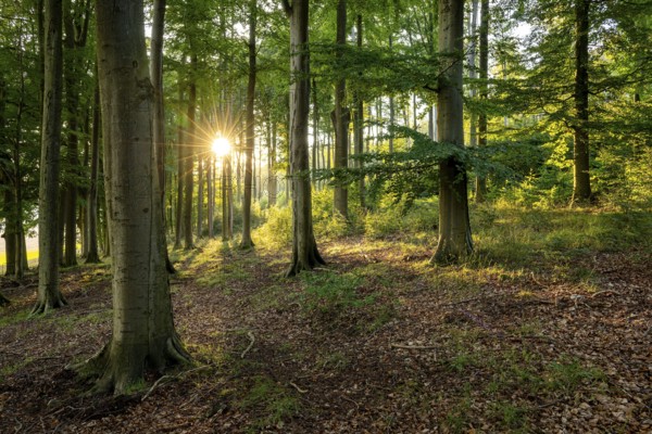 Evening sunlight shines in a star shape through an atmospheric forest with tall beech trees,