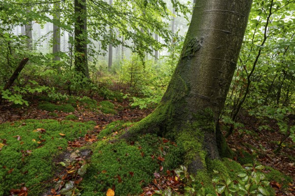 Close-up of a beech tree with moss-covered roots on a trail in a foggy forest, Winterberg,