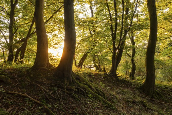 Idyllic forest in the evening light, the sun shines between beech trees with gnarled roots, Bad