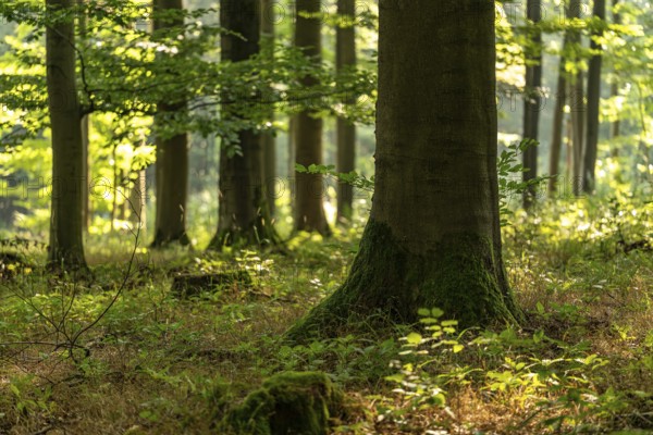 Light-flooded image of an old beech tree trunk with low depth of focus in a forest above Bad
