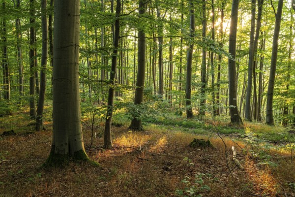 The warm evening sunlight shines through an idyllic beech forest, Bad Pyrmont, Lower Saxony,