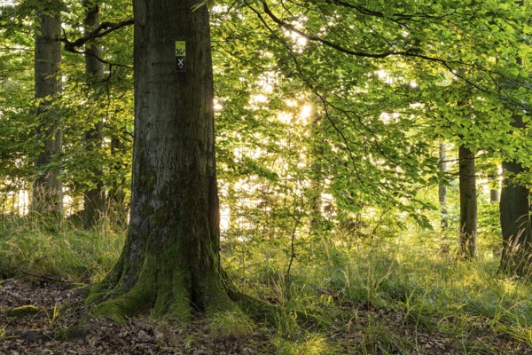 The sun shines between the trunks of beech trees into a forest with lush green foliage, on a